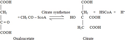 oxaloacetate and citrate
